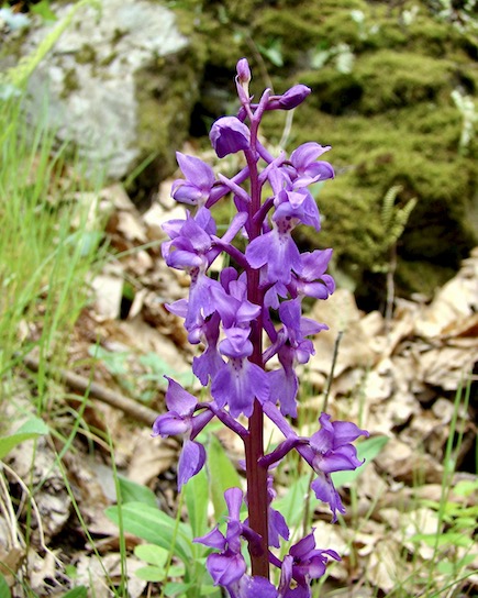 early purple